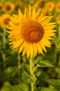 sunflower lavoview freedigitalphotos.net